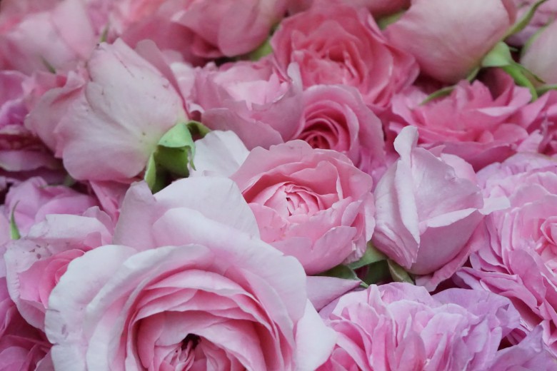 Ruže u Manastiru Žiči