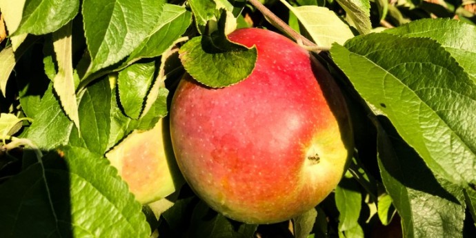 Prirodno jabukovo sirce