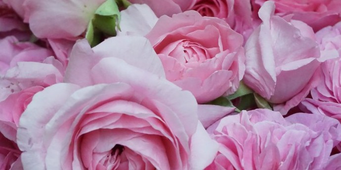 Ruže u Manastiru Žiči